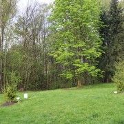 Celkový pohled na dvě vysazené douglasky tisolisté na okraji orlovského lesoparku.
